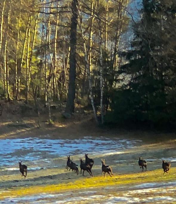 La Baita Nel Bosco Morgex Exteriör bild